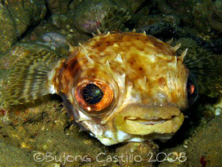 Fat Lips - Taken at Kaputian divesite Samal Island, Davao... by Arthur Castillo 